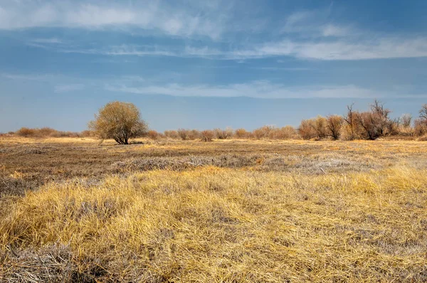 kum bahar bozkır. ağaçlar ve kum mavi gökyüzü arka plan üzerinde. Kazakistan bozkırlarında