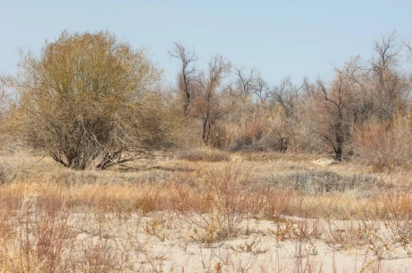 kum bahar bozkır. ağaçlar ve kum mavi gökyüzü arka plan üzerinde. Kazakistan bozkırlarında