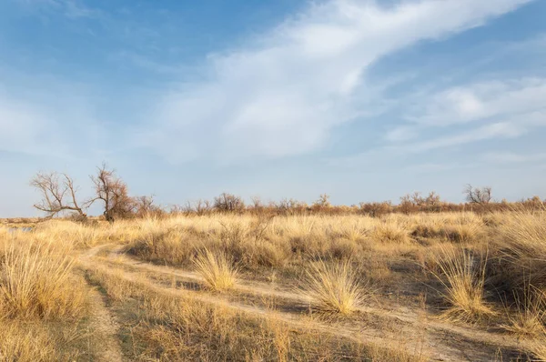kum bahar bozkır. ağaçlar ve kum mavi gökyüzü arka plan üzerinde. Kazakistan bozkırlarında