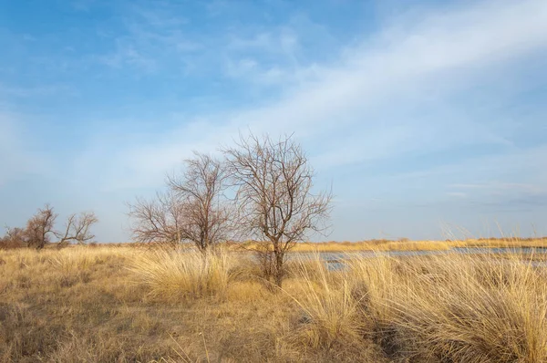 kum bahar bozkır. ağaçlar ve kum mavi gökyüzü arka plan üzerinde. Kazakistan bozkırlarında