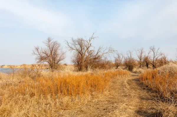 kum bahar bozkır. ağaçlar ve kum mavi gökyüzü arka plan üzerinde. Kazakistan bozkırlarında