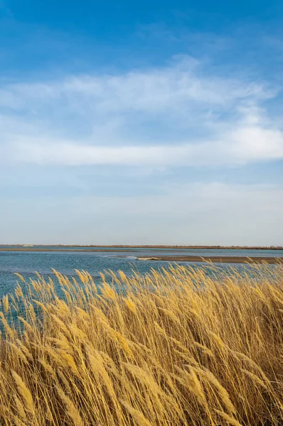 nehir bahar. bahar Nehri Orta Asya'da. Kazakistan bozkır nehir Semirechye. 