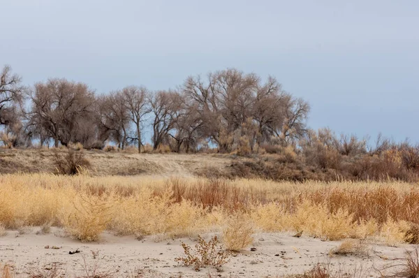 kum bahar bozkır. ağaçlar ve kum mavi gökyüzü arka plan üzerinde. Kazakistan bozkırlarında