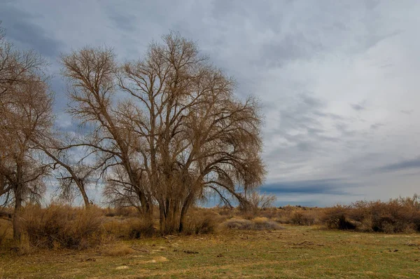 kum bahar bozkır. ağaçlar ve kum mavi gökyüzü arka plan üzerinde. Kazakistan bozkırlarında