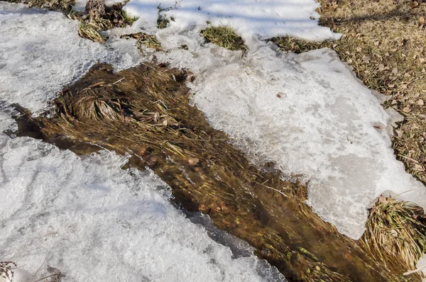 Printemps Dernier Neige Aride Soleil Chaud Affectueux — Photo