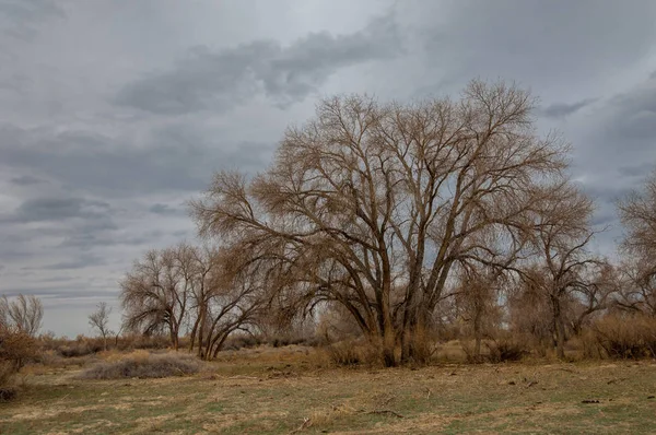 kum bahar bozkır. ağaçlar ve kum mavi gökyüzü arka plan üzerinde. Kazakistan bozkırlarında