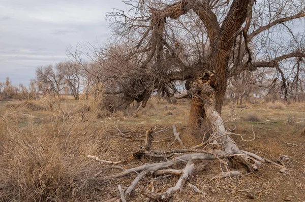 kum bahar bozkır. ağaçlar ve kum mavi gökyüzü arka plan üzerinde. Kazakistan bozkırlarında