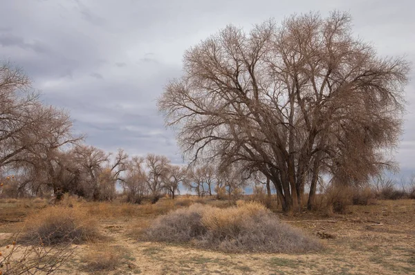 kum bahar bozkır. ağaçlar ve kum mavi gökyüzü arka plan üzerinde. Kazakistan bozkırlarında