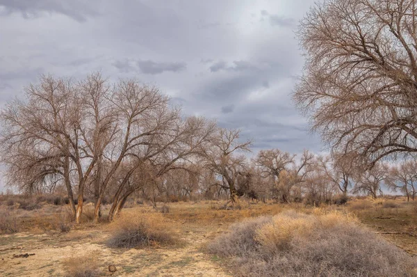 Sand Spring Steppe Trees Sand Blue Sky Background Steppes Kazakhstan — Stock Photo, Image