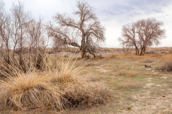 bahar bozkır. Doğa kıştan sonra uyanır. çölde ağaçlar geçen yılki çim