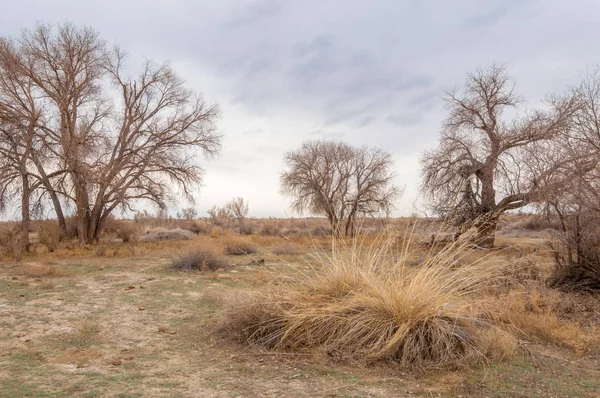 bahar bozkır. Doğa kıştan sonra uyanır. çölde ağaçlar geçen yılki çim