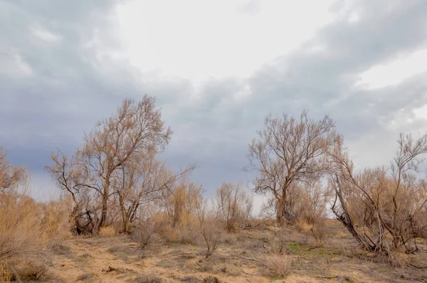 Steppa Primaverile Natura Sveglia Dopo Inverno Erba Dello Scorso Anno — Foto Stock