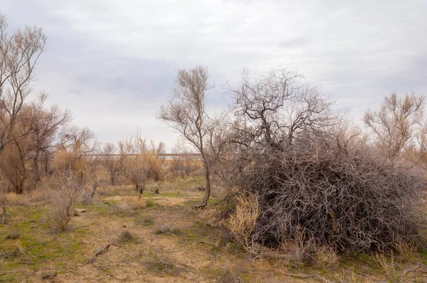 Spring Steppe Nature Wakes Winter Last Year Grass Trees Desert — Stock Photo, Image