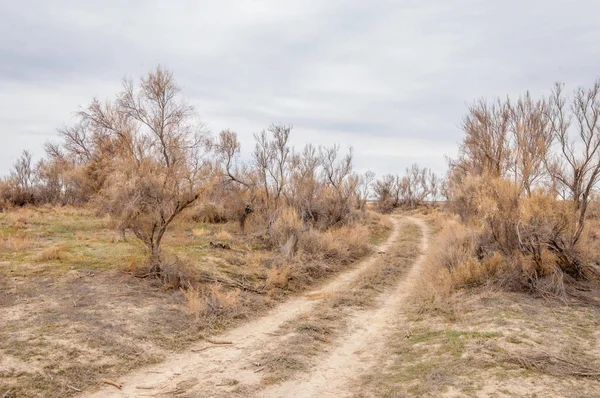 bahar bozkır. Doğa kıştan sonra uyanır. çölde ağaçlar geçen yılki çim