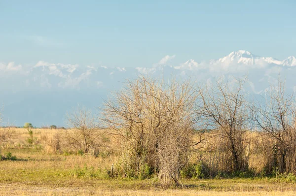 Steppe Frühsommer — Stockfoto