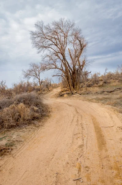 bahar bozkır. Doğa kıştan sonra uyanır. çölde ağaçlar geçen yılki çim