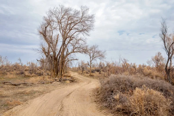 bahar bozkır. Doğa kıştan sonra uyanır. çölde ağaçlar geçen yılki çim
