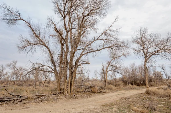bahar bozkır. Doğa kıştan sonra uyanır. çölde ağaçlar geçen yılki çim