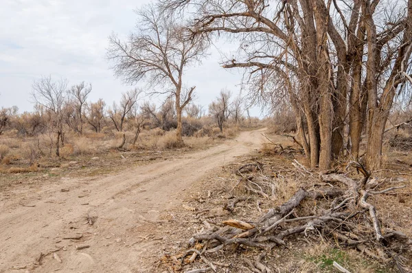 Estepa Primavera Naturaleza Despierta Después Del Invierno Hierba Del Año — Foto de Stock