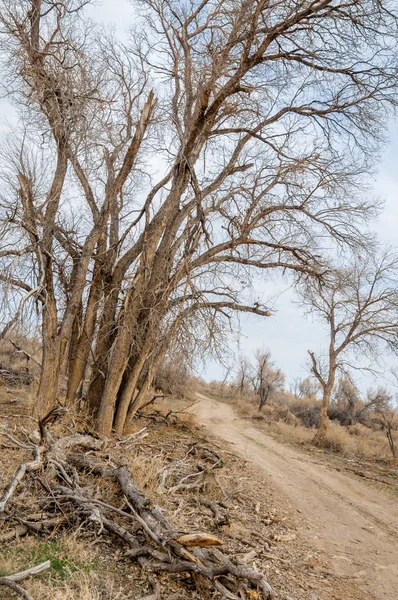 bahar bozkır. Doğa kıştan sonra uyanır. çölde ağaçlar geçen yılki çim