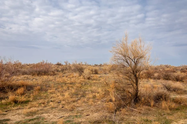 bahar bozkır. Doğa kıştan sonra uyanır. çölde ağaçlar geçen yılki çim