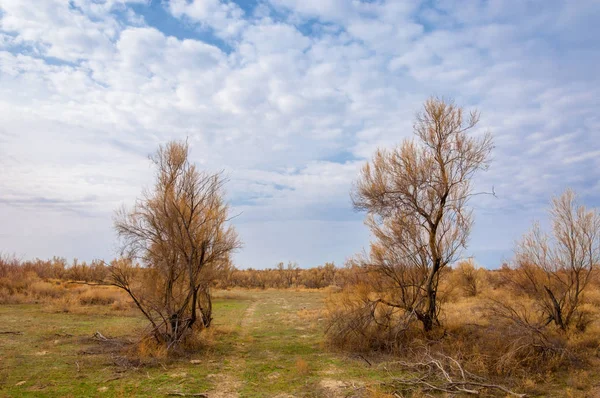 bahar bozkır. Doğa kıştan sonra uyanır. çölde ağaçlar geçen yılki çim