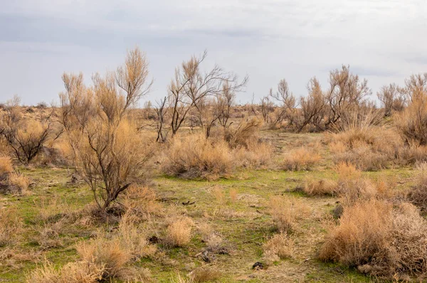bahar bozkır. Doğa kıştan sonra uyanır. çölde ağaçlar geçen yılki çim