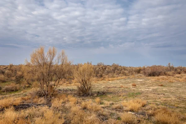 bahar bozkır. Doğa kıştan sonra uyanır. çölde ağaçlar geçen yılki çim