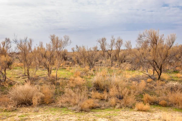 bahar bozkır. Doğa kıştan sonra uyanır. çölde ağaçlar geçen yılki çim