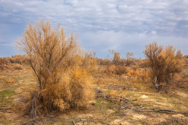 Estepa Primavera Naturaleza Despierta Después Del Invierno Hierba Del Año — Foto de Stock