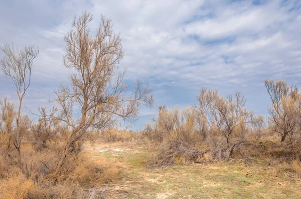 bahar bozkır. Doğa kıştan sonra uyanır. çölde ağaçlar geçen yılki çim