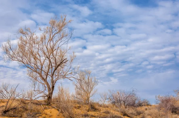 bahar bozkır. Doğa kıştan sonra uyanır. çölde ağaçlar geçen yılki çim