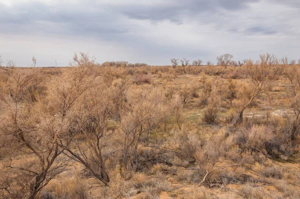 bahar bozkır. Doğa kıştan sonra uyanır. çölde ağaçlar geçen yılki çim