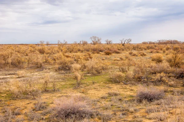 bahar bozkır. Doğa kıştan sonra uyanır. çölde ağaçlar geçen yılki çim