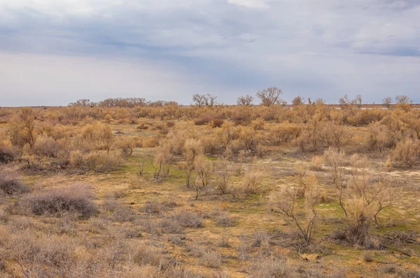 bahar bozkır. Doğa kıştan sonra uyanır. çölde ağaçlar geçen yılki çim