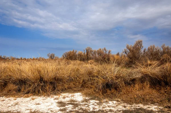 bahar bozkır. Doğa kıştan sonra uyanır. çölde ağaçlar geçen yılki çim