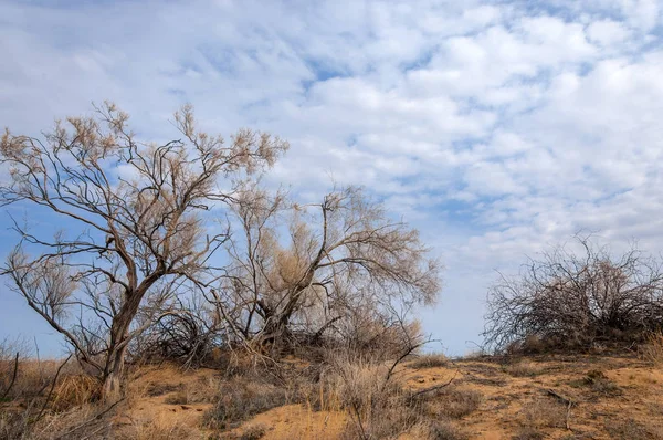 春季草原 大自然在冬天后苏醒 去年的草地上有树的沙漠 — 图库照片
