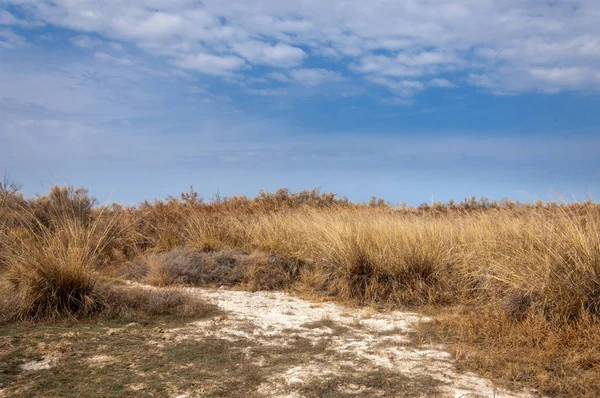 bahar bozkır. Doğa kıştan sonra uyanır. çölde ağaçlar geçen yılki çim