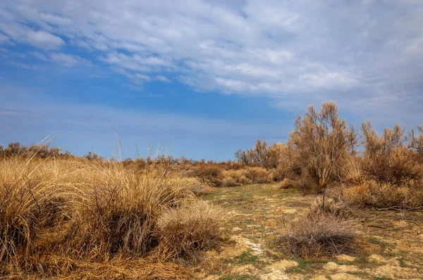 bahar bozkır. Doğa kıştan sonra uyanır. çölde ağaçlar geçen yılki çim