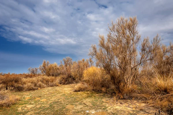 Steppe Printemps Nature Réveille Après Hiver Herbe Année Dernière Avec — Photo