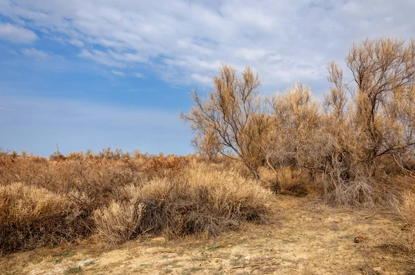 bahar bozkır. Doğa kıştan sonra uyanır. çölde ağaçlar geçen yılki çim