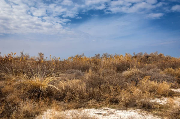 Estepe Primavera Natureza Acorda Depois Inverno Grama Ano Passado Com — Fotografia de Stock