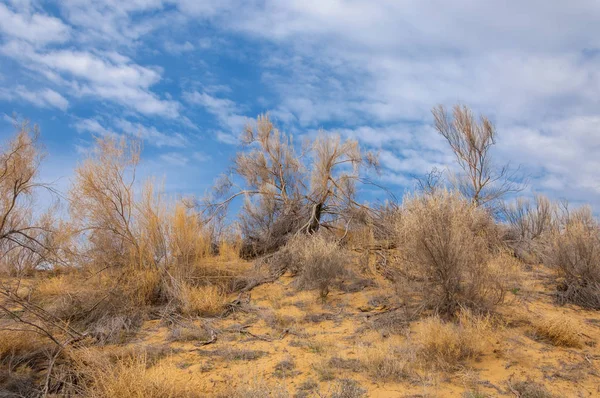 bahar bozkır. Doğa kıştan sonra uyanır. çölde ağaçlar geçen yılki çim