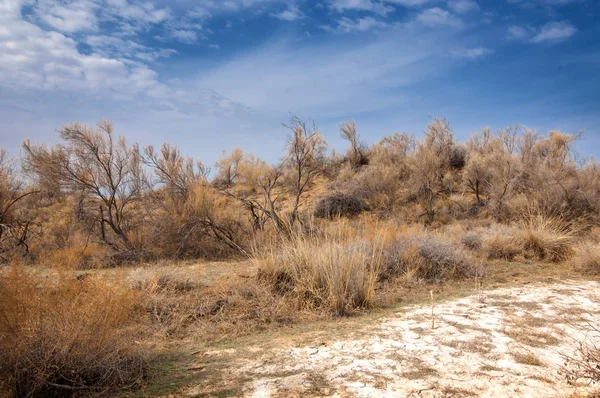 bahar bozkır. Doğa kıştan sonra uyanır. çölde ağaçlar geçen yılki çim