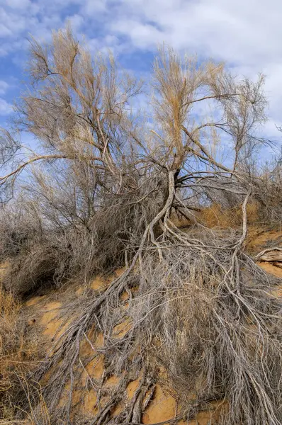 bahar bozkır. Doğa kıştan sonra uyanır. çölde ağaçlar geçen yılki çim