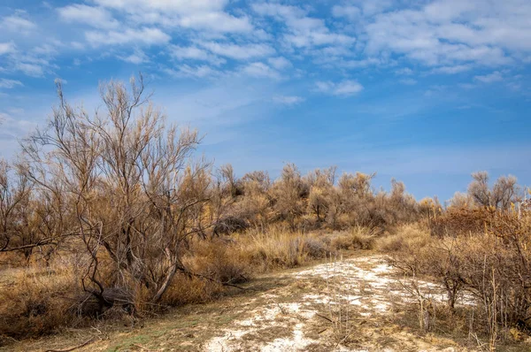 bahar bozkır. Doğa kıştan sonra uyanır. çölde ağaçlar geçen yılki çim