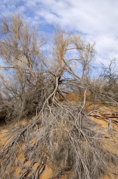 bahar bozkır. Doğa kıştan sonra uyanır. çölde ağaçlar geçen yılki çim