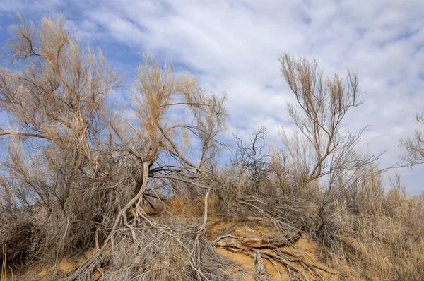 bahar bozkır. Doğa kıştan sonra uyanır. çölde ağaçlar geçen yılki çim