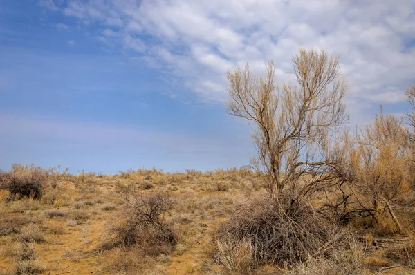 Spring Steppe Nature Wakes Winter Last Year Grass Trees Desert — Stock Photo, Image