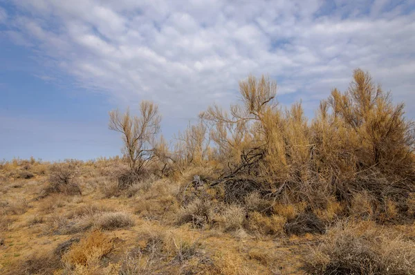 bahar bozkır. Doğa kıştan sonra uyanır. çölde ağaçlar geçen yılki çim